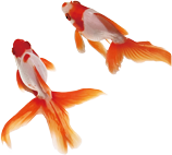 金魚